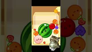スイカゲームでスイカができた時の反応 #猫ミーム #猫マニ #catmemes #スイカゲーム #shorts