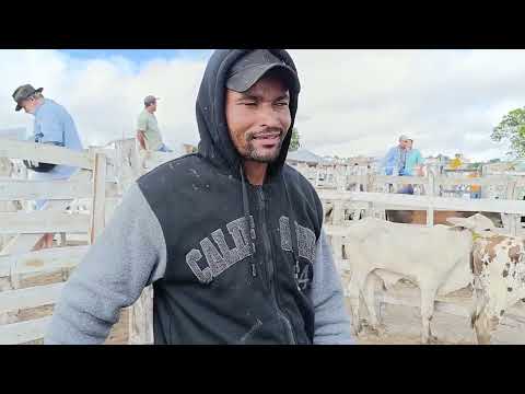 Feira de Gado Jupi Pernambuco 26-04-2026