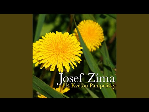 Už Květou Pampelišky