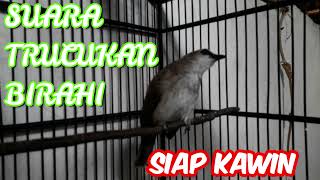 Download lagu Suara Burung Trucukan Jantan Sedang Birahi - Siap Kawin mp3