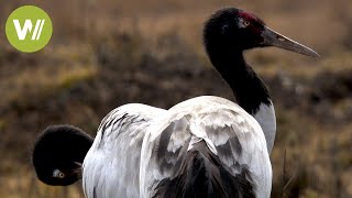 Black-Necked Cranes as a good omen - Symbols of vigilance, prudence and wisdom in Bhutan