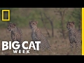 Young Cheetahs Learn A Lesson Big Cat Week
