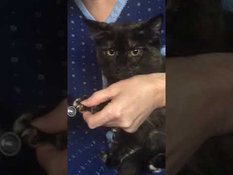 How To Dremel a Cat’s Nails