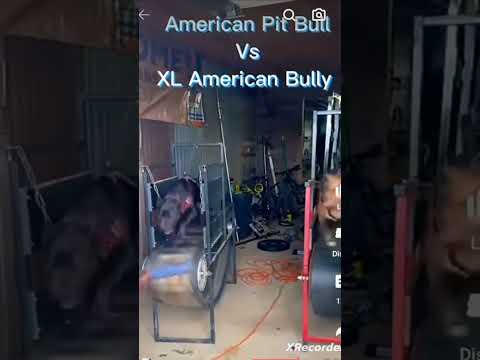 PITBULL VS BULLY