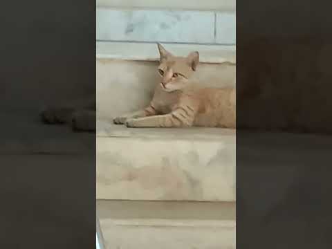 😻😻😻😻♥️♥️♥️