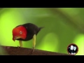 Moon Walkin Manakin Bird Courtin Dance Birdie Jean