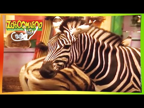 ZOBOOMAFOO - BEAUTIFUL HORSES | Full Episode | Animal Shows For Kids | TV Shows For Children