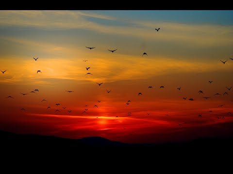 Hundreds of birds flying over the sea at sunset