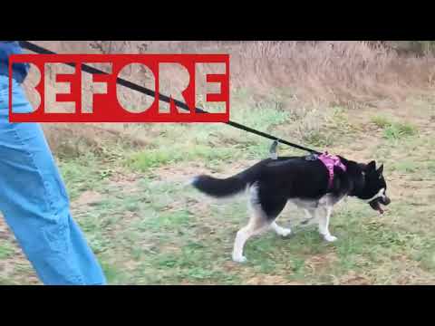 K9 Craftsman. Police-Trained. Breed Specific. One-Session Fixes. video.