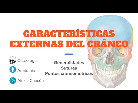 CARACTERÍSTICAS EXTERNAS DEL CRÁNEO || OSTEOLOGÍA