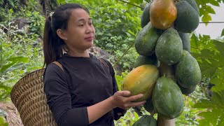 Download lagu The female secretary left the city and went to the forest to pick papayas to sell and make pancakes mp3 Download lagu The female secretary left the city and went to the forest to pick papayas to sell and make pancakes mp3