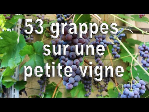 , title : 'Vigne, 53 grappes sur une petite vigne'