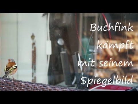 Ein Buchfink kämpft mit seinem Spiegelbild - Spiegelfechter