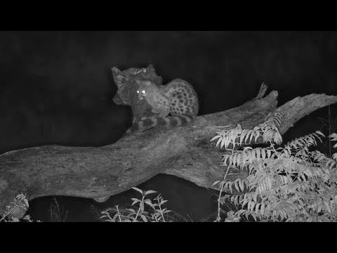 Djuma: Large spotted Genet at the pan - 02:45 - 04/13/19
