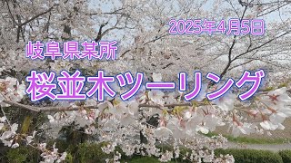 岐阜の桜穴場スポットでツーリング