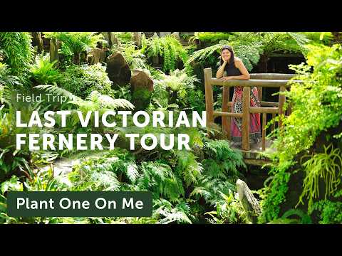 Inside the LAST VICTORIAN FERNERY in North America 🌿 — Ep. 428