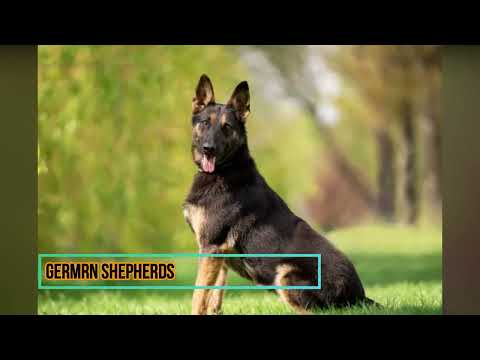 top 5 dog CCCB7 NADEESHA