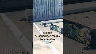 Download lagu Magpie keeping me company during my skate session! ☕➡️🛹 #coffee #skateboarding mp3