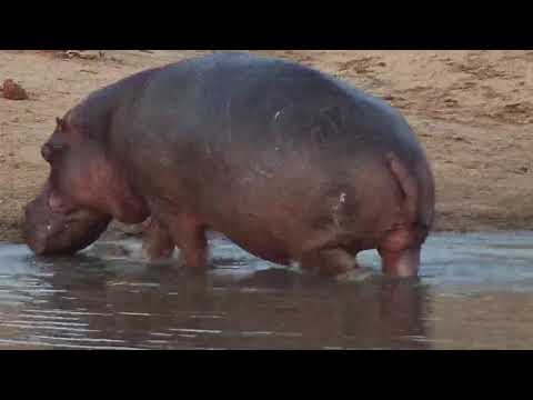 Djuma: Hippo leaving - 17:55 - 08/27/20