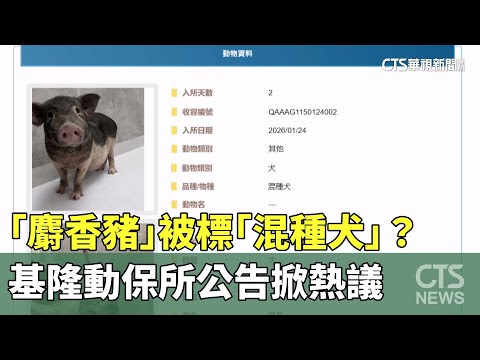 「麝香豬」被標「混種犬」？　基隆動保所公告掀熱議