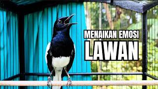 Download lagu kacer GACOR ngeplong Konslet untuk PANCINGAN KACER bahan dan Masteran Burung Kacer seketika NYAUT mp3