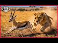 24 7 LIVE Lion Safari Watch Africa S Top Predators Hunt In Real Time Wildlife Documentary