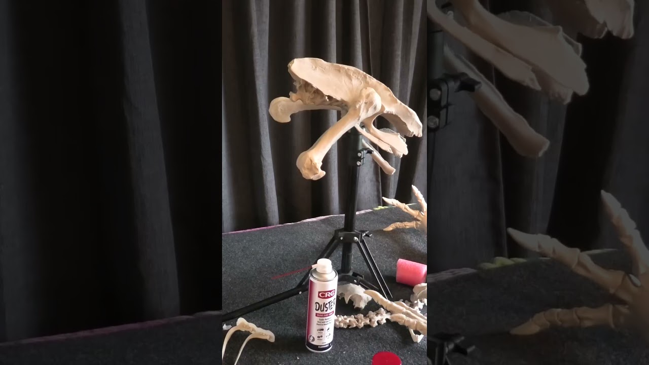 3d printing an extinct mega bird #fossil #3dprinting #paleontology