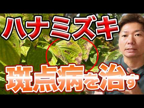 ヴィーナス ハナミズキ、ミズキ x 'Venus'®