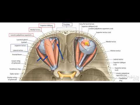 Oblique muscles of eyeball 2