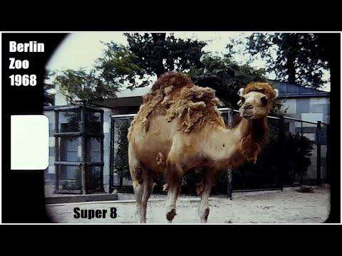 Berlin Zoo - West Germany 1968 - Super 8 Film Footage