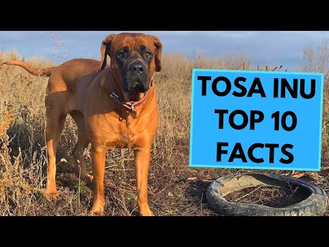 Tosa Inu - TOP 10 Interesting Facts