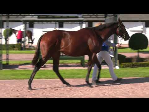 2021 October Yearling Sale - Lot 183 c. MASTERCRAFTSMAN x ANABASIS