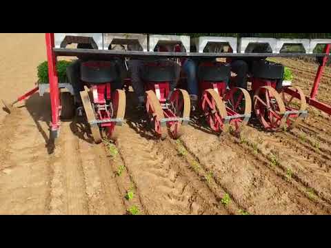 Sadzenie selera korzeniowego 11 maja 2021