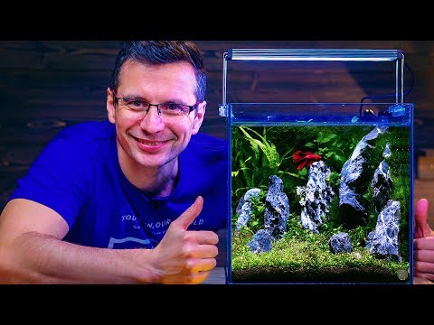 BETTA FISH TANK SETUP - NON-CO2 AQUASCAPE WITH BUILT-IN FILTER