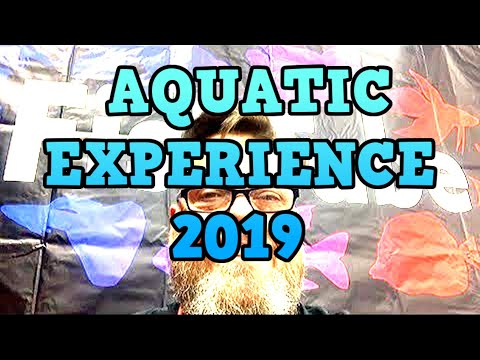 download lagu mp3 mp4 Aquatic Experience 2019, download lagu Aquatic Experience 2019 gratis, unduh video klip Aquatic Experience 2019