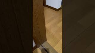 呼んだら来てくれるかな？#ねこのいる暮らし #ねこのいる生活 #ねこ動画