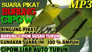 Download lagu SUARA PIKAT BURUNG CIPOW LIAR |COCOK BUAT CIPOW LIAR YANG SUSAH TURUN mp3