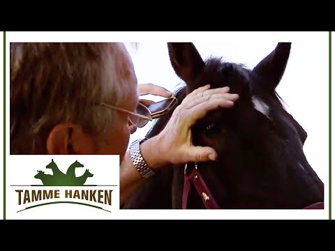 Difficult decision for Tamme: Should the horse be put down? | Tamme Hanken | Kabel Eins