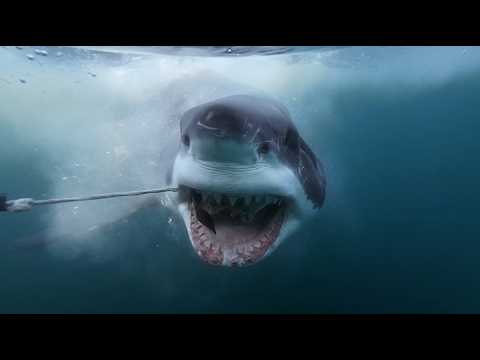 Discovery Shark Week - Great White North Invasion