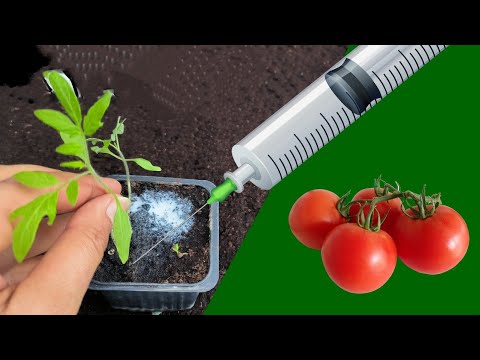 , title : 'Les plants de tomates poussent comme des fous si vous les injectez avec ça ! (la vraie solution)'