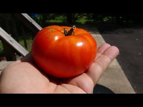 , title : '⟹ Marglobe Tomato | Solanum lycopersicum | Tomato Review'