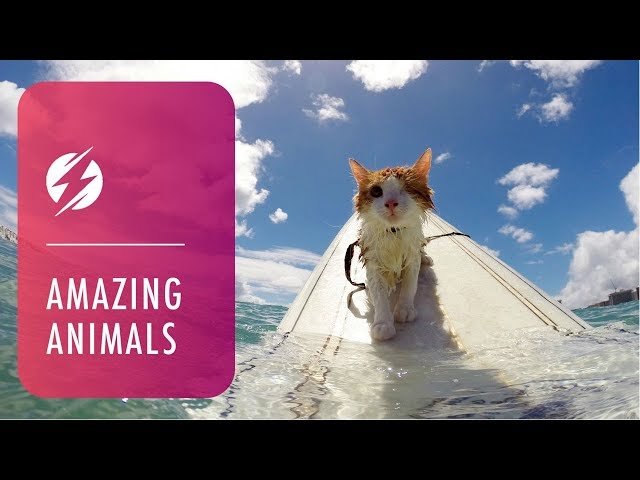 One-Eyed Cat Loves To Surf