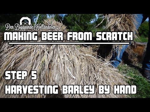 Harvesting barley by hand. Part 5 of 'Brewing beer from scratch'
