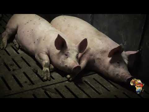 , title : '3 maladies mortelles du porc que tout éleveur doit maîtriser et combattre'