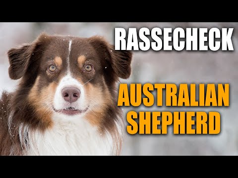 Rassecheck  - Australian Shepherd - Red Merle, Blue Merle - Rasseportrait, Rassebeschreibung