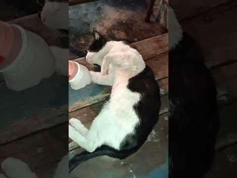 Stray Cat Very Hard Life 😭 No Home 😭 No Food 😭😭😭😭😭