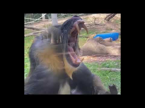 Mandrill shows off his 😲