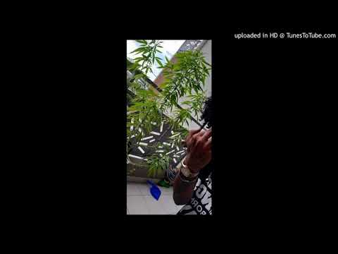 Dokowia - Beloved Dj Makers 2015