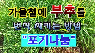 [텃밭농부 1,711]  가을철에 부추를 번식 시키는 방법. 포기나눔 #부추재배