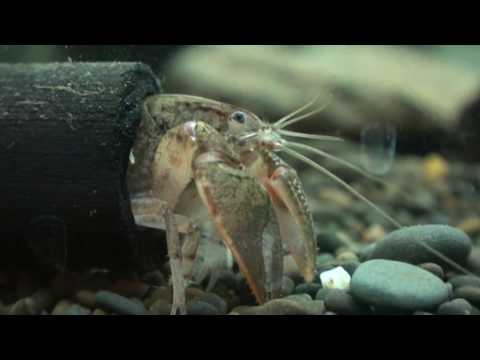 Roisu's Fallicambarus  Fodiens 佛迪圓鉗螯蝦